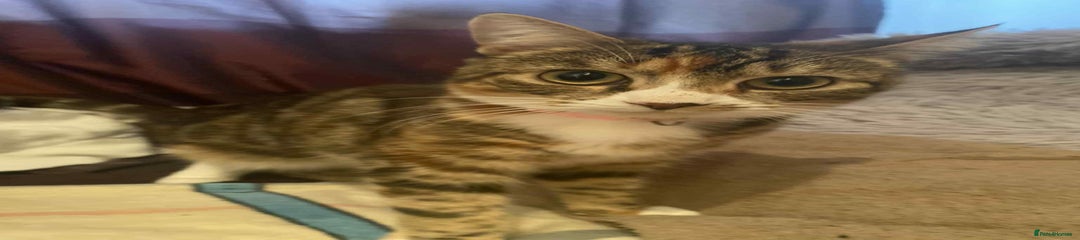 American Shorthair Kitten 2