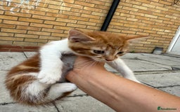 Mixed Breed cats for sale: loved and cared for kittens looking for new home🥹 - Image 25