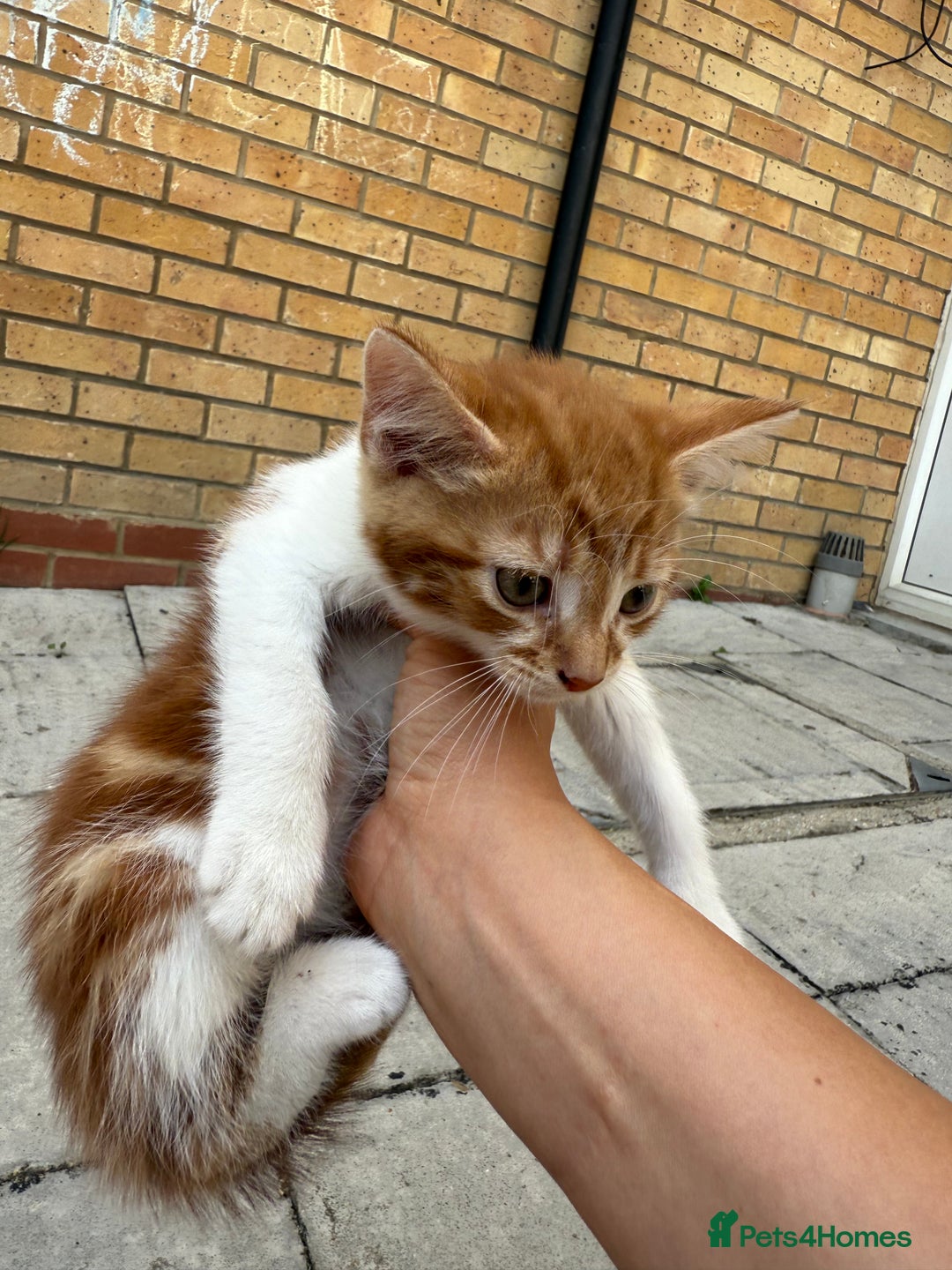 Mixed Breed cats for sale: loved and cared for kittens looking for new home🥹 - Image 25