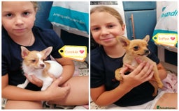 Chihuahua dogs for adoption: ❤️🐶 TOFFEE & COOKIE 🐶❤️ - Image 1