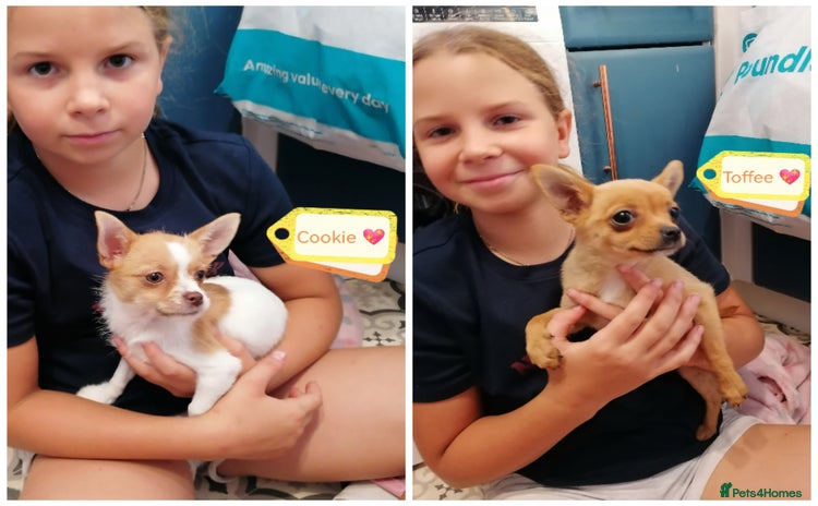 Chihuahua dogs - Advert 1