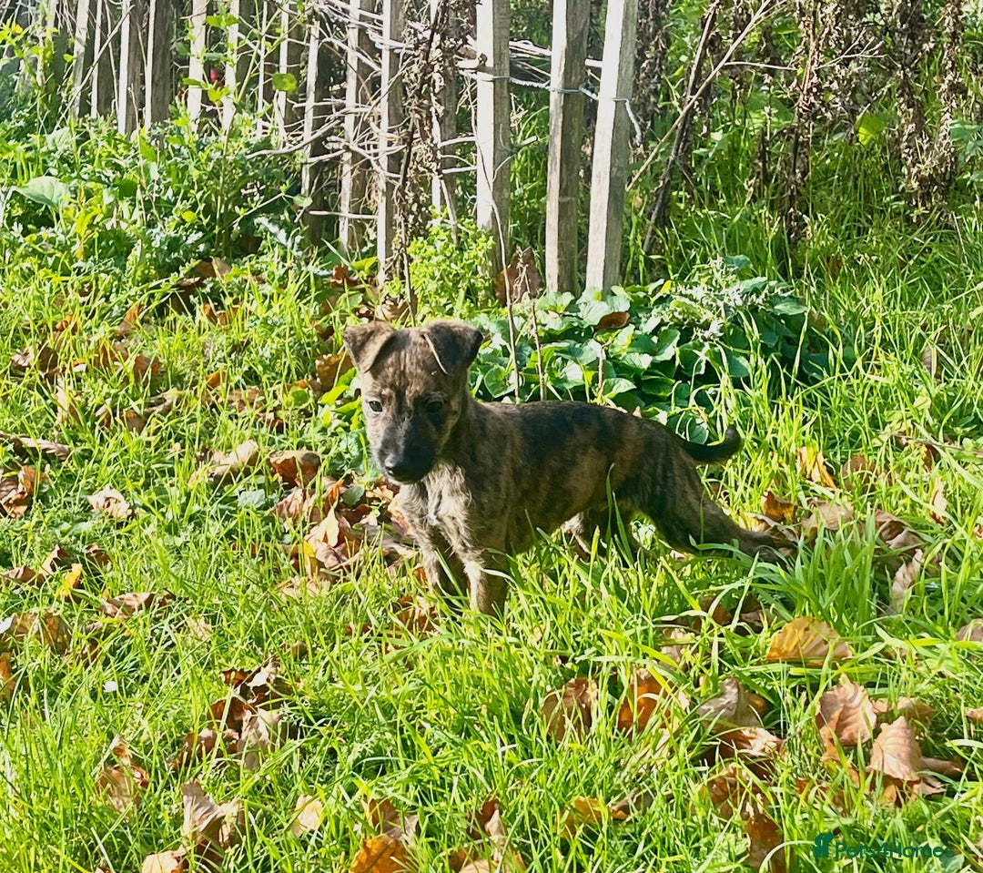 Mixed Breed dogs for sale: Last Whippet X puppy left  - Image 3