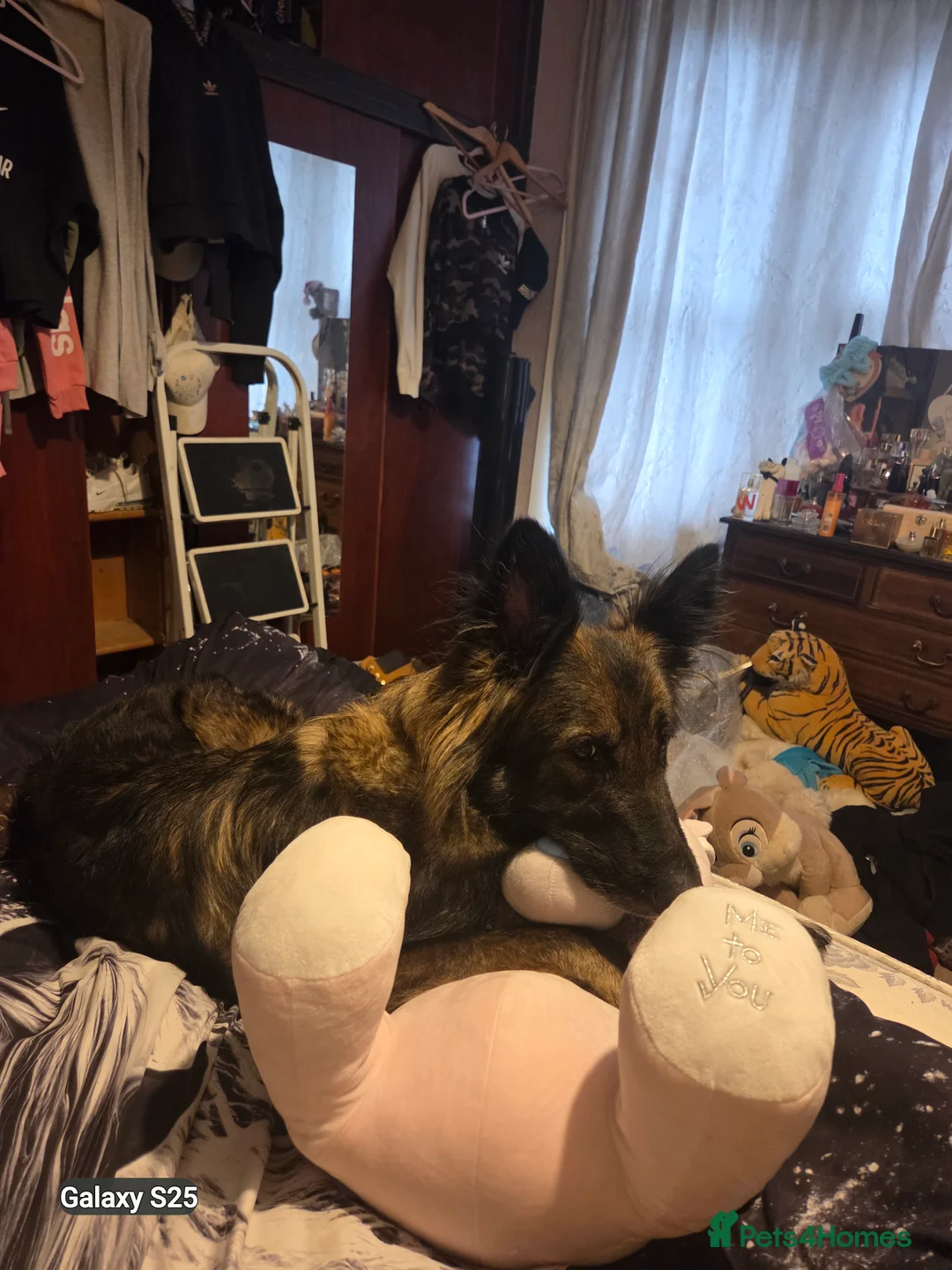 German Shepherd dogs for stud: Stud needed ASAP for my German shepherd - Advert 10