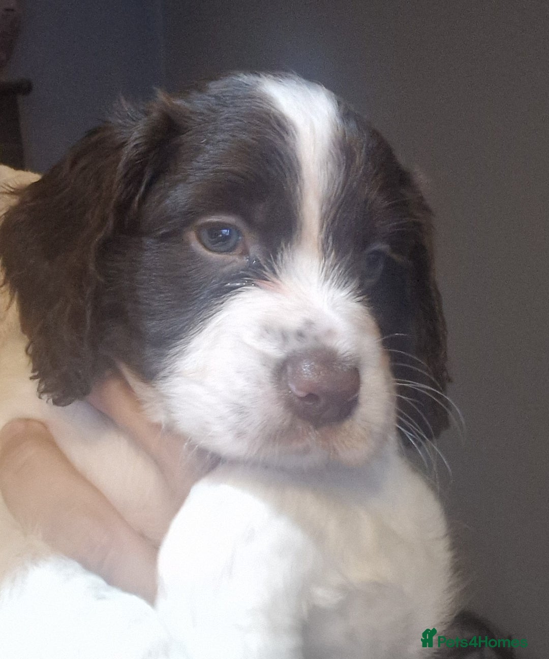 Cocker Spaniel dogs for sale: Stunning kc working cocker spaniels - Image 38