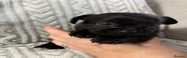 Mixed Breed Puppy 5