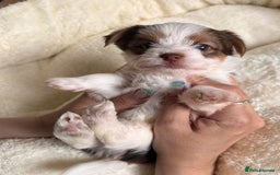 Yorkshire Terrier dogs for sale: DNA tested parents - Yorkie puppies  - Image 27