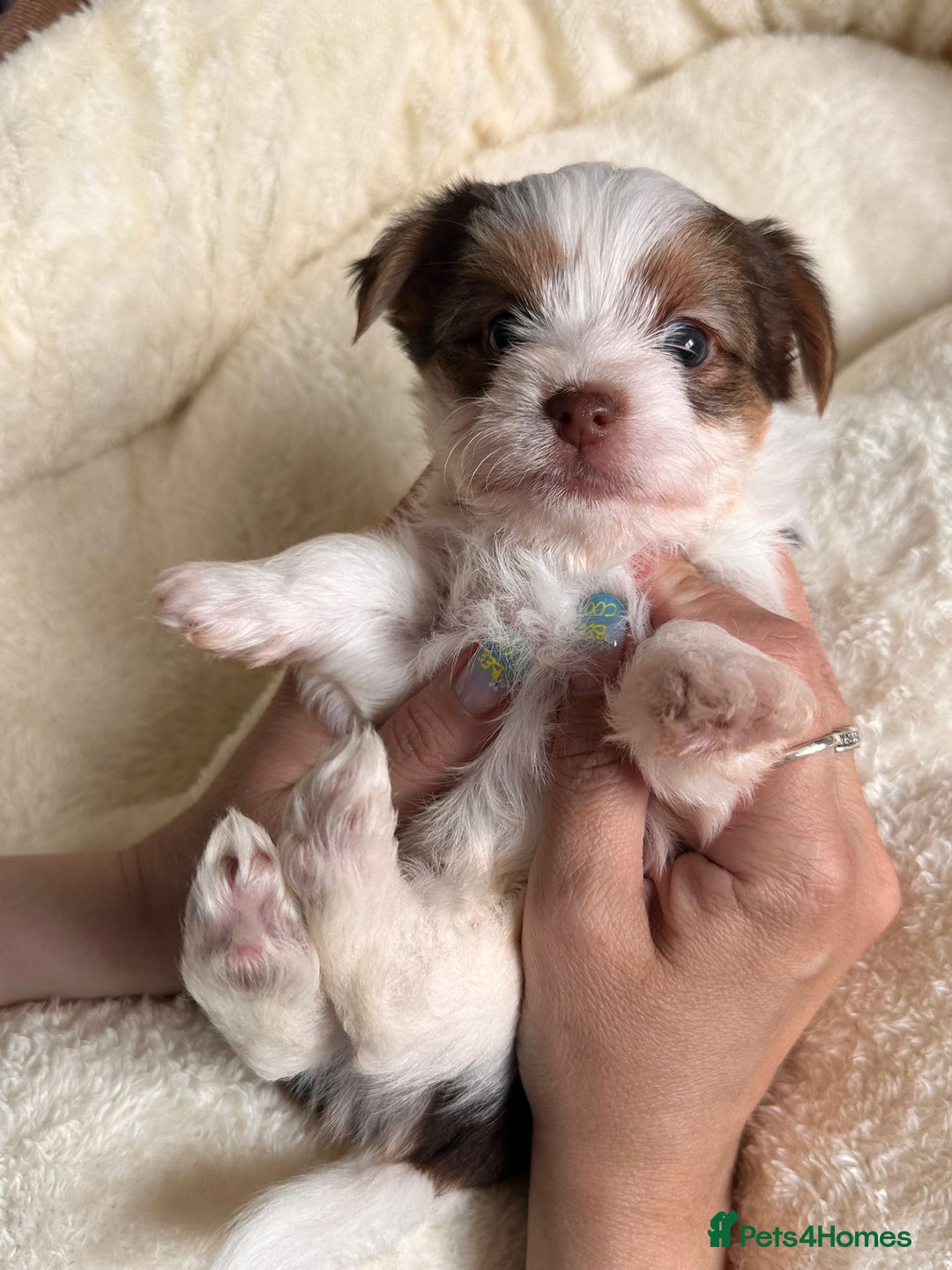 Yorkshire Terrier dogs for sale: DNA tested parents - Yorkie puppies  - Image 27