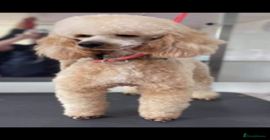 Cockapoo dogs - Advert 5
