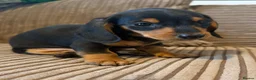 Miniature Dachshund dogs for sale: Mini dachshund males  - Advert 11