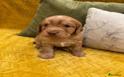 Cocker Spaniel dogs for sale: Gorgeous working cocker spaniel puppies - Image 5