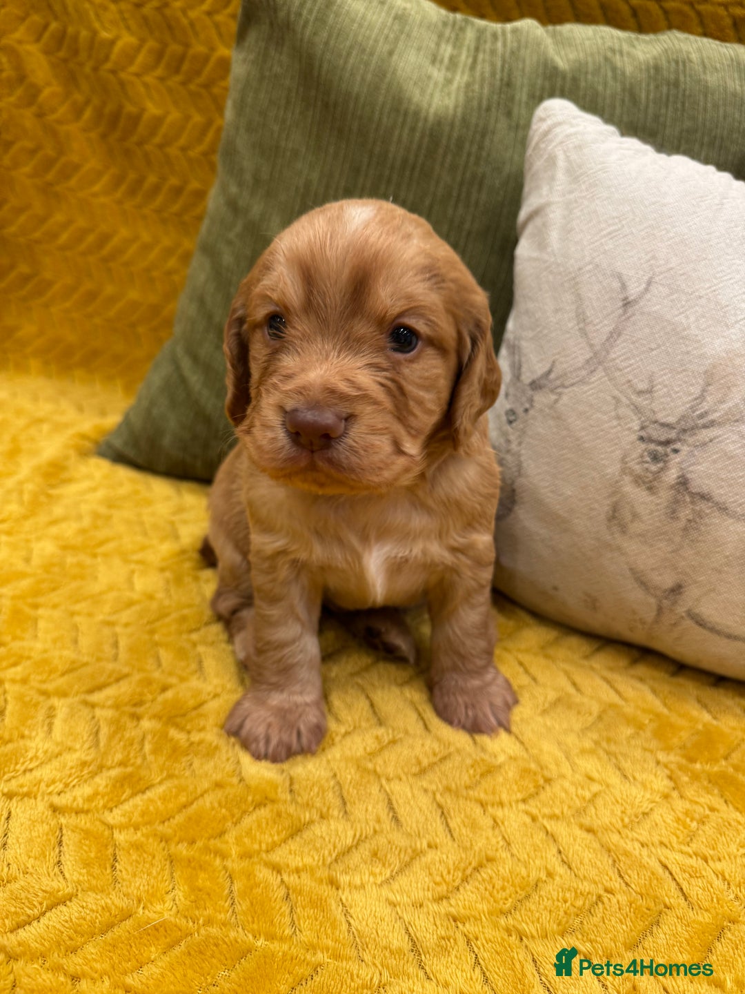 Cocker Spaniel dogs for sale: Gorgeous working cocker spaniel puppies - Image 5
