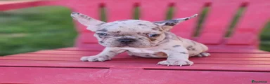 French Bulldog 2