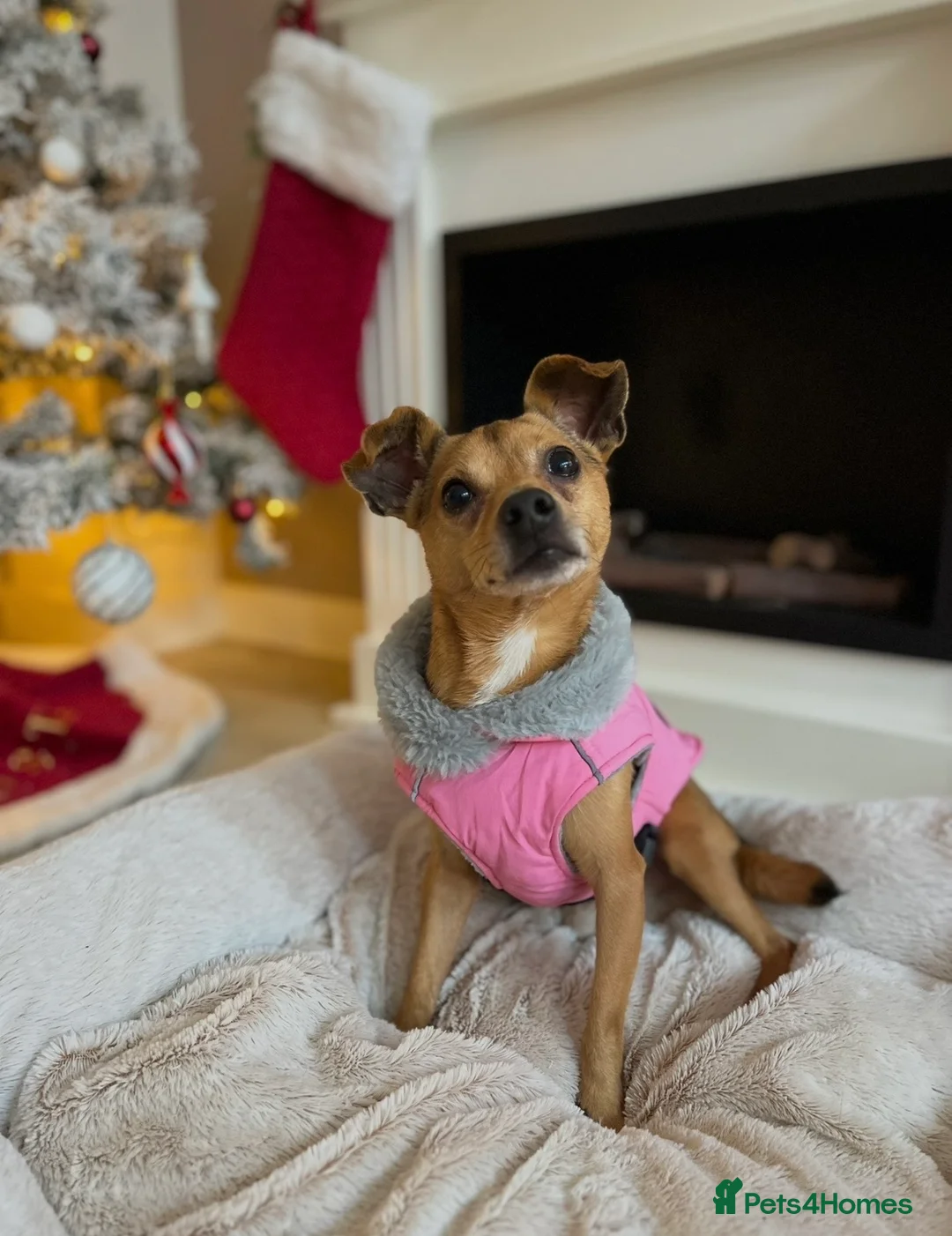 Jack Chi dogs for sale: Home needed for my dog Ralphy - Advert 2