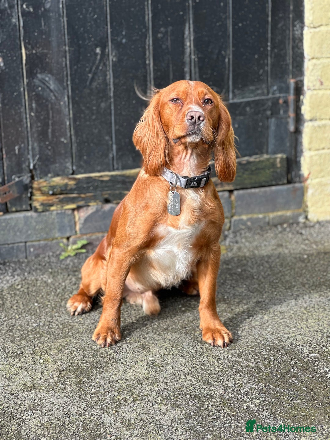 Cocker Spaniel dogs for stud: Red KC registered Cocker Spaniel for Stud - Image 3
