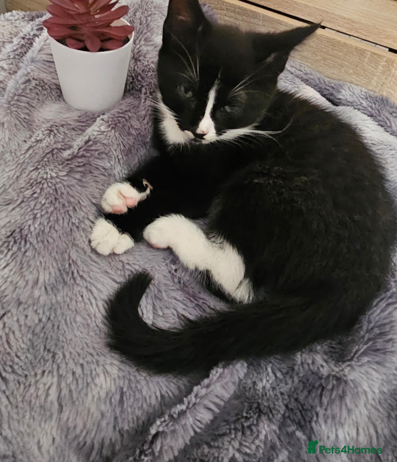 Mixed Breed cats Adorable Black & White Kittens for Sale 🐾 - Advert 1
