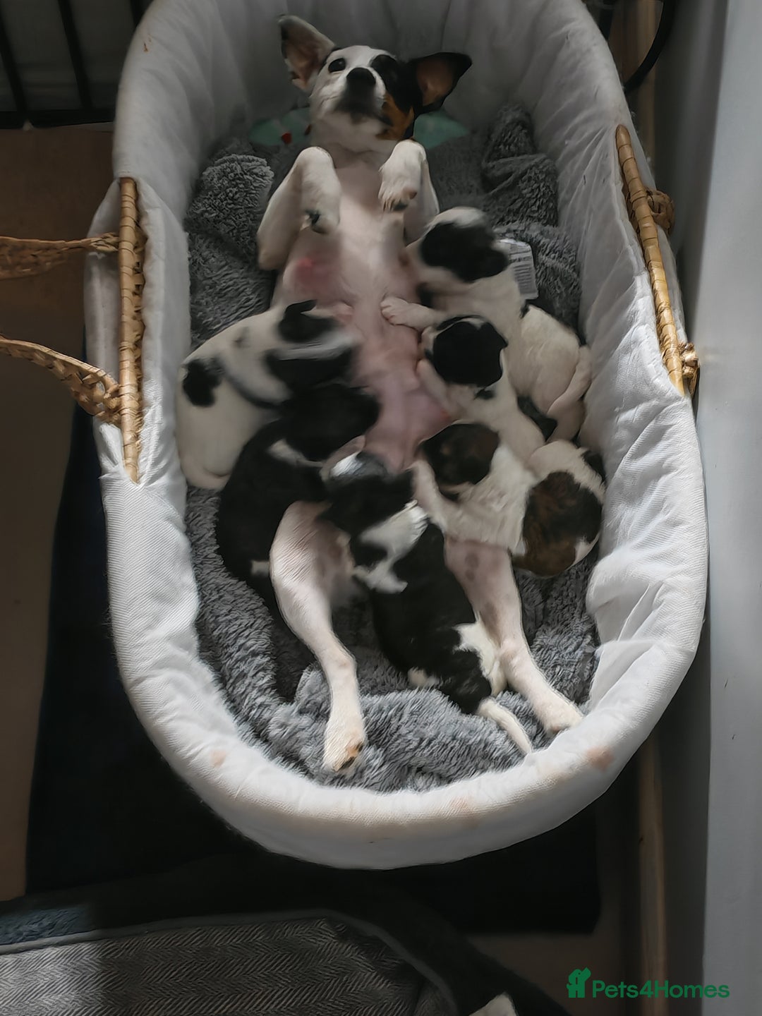 Mixed Breed dogs for sale: Beautiful Jackapoo puppies - Advert 2