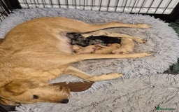 Labradoodle dogs for sale: F1b labradoodle puppies - Image 8