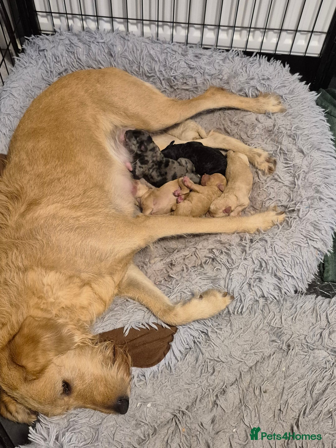 Labradoodle dogs for sale: F1b labradoodle puppies - Image 8