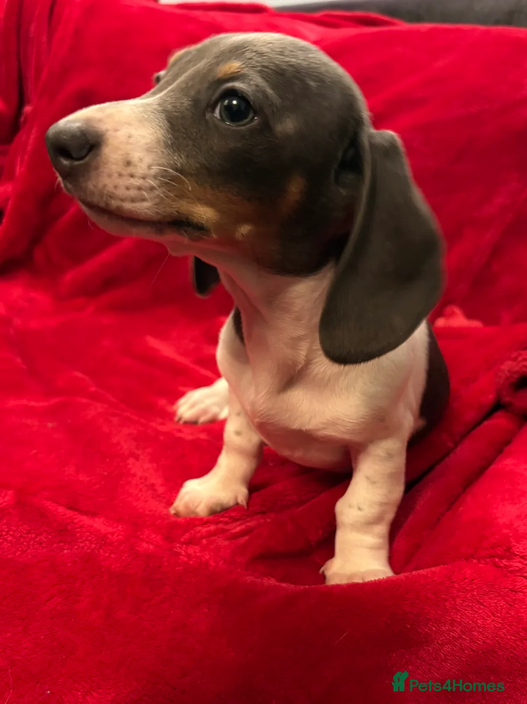 Miniature Dachshund dogs for sale: One beautiful miniature dachshund girl - Advert 5