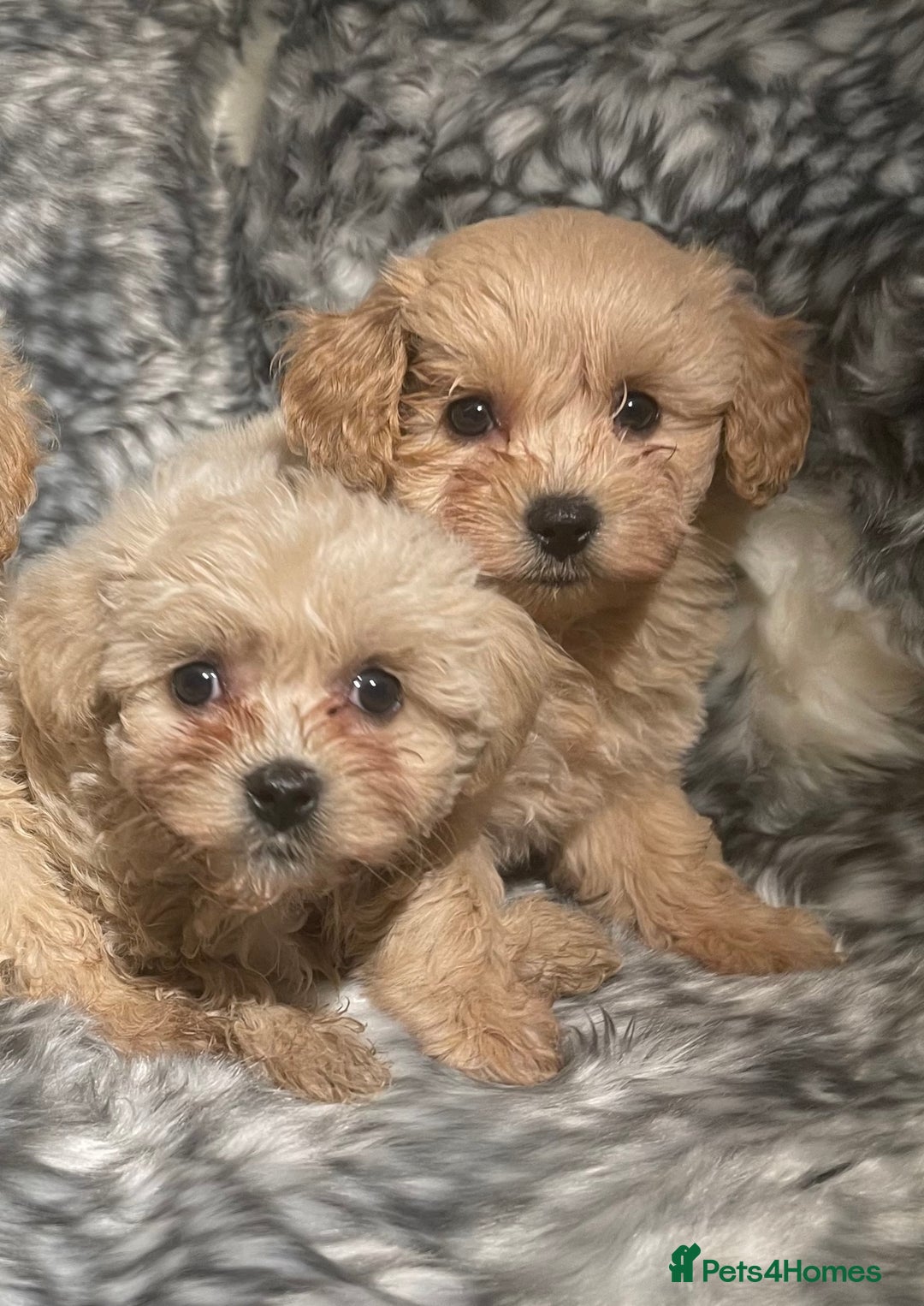 Toy Poodle dogs for stud: Extensively DNA Health Tested Deep Red Toy Poodle in Mansfield - Advert 26