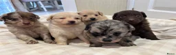 Mixed Breed dogs for sale: Pomapoos  - Advert 4