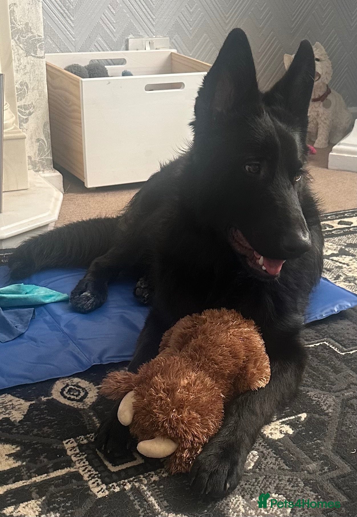 German Shepherd dogs Beautiful 9mth old black gsd  - Advert 4