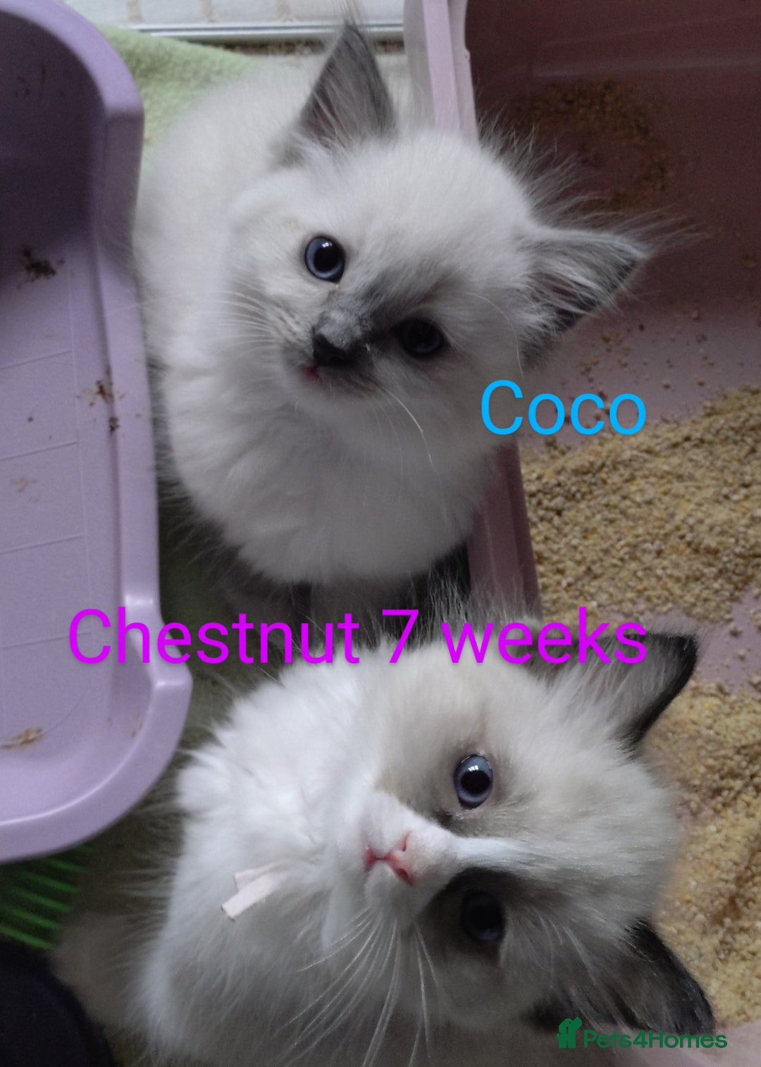 Ragdoll cats for sale: GCCF pedigree ragdoll kittens for sale £850 -£1100 - Image 16