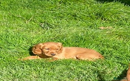 Cocker Spaniel dogs for sale: Show Type Cocker Spaniel Puppies - Advert 11