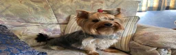 Yorkshire Terrier dogs for sale: 19 month RKC registered Yorkshire Terrier in Yeovil - Advert 1