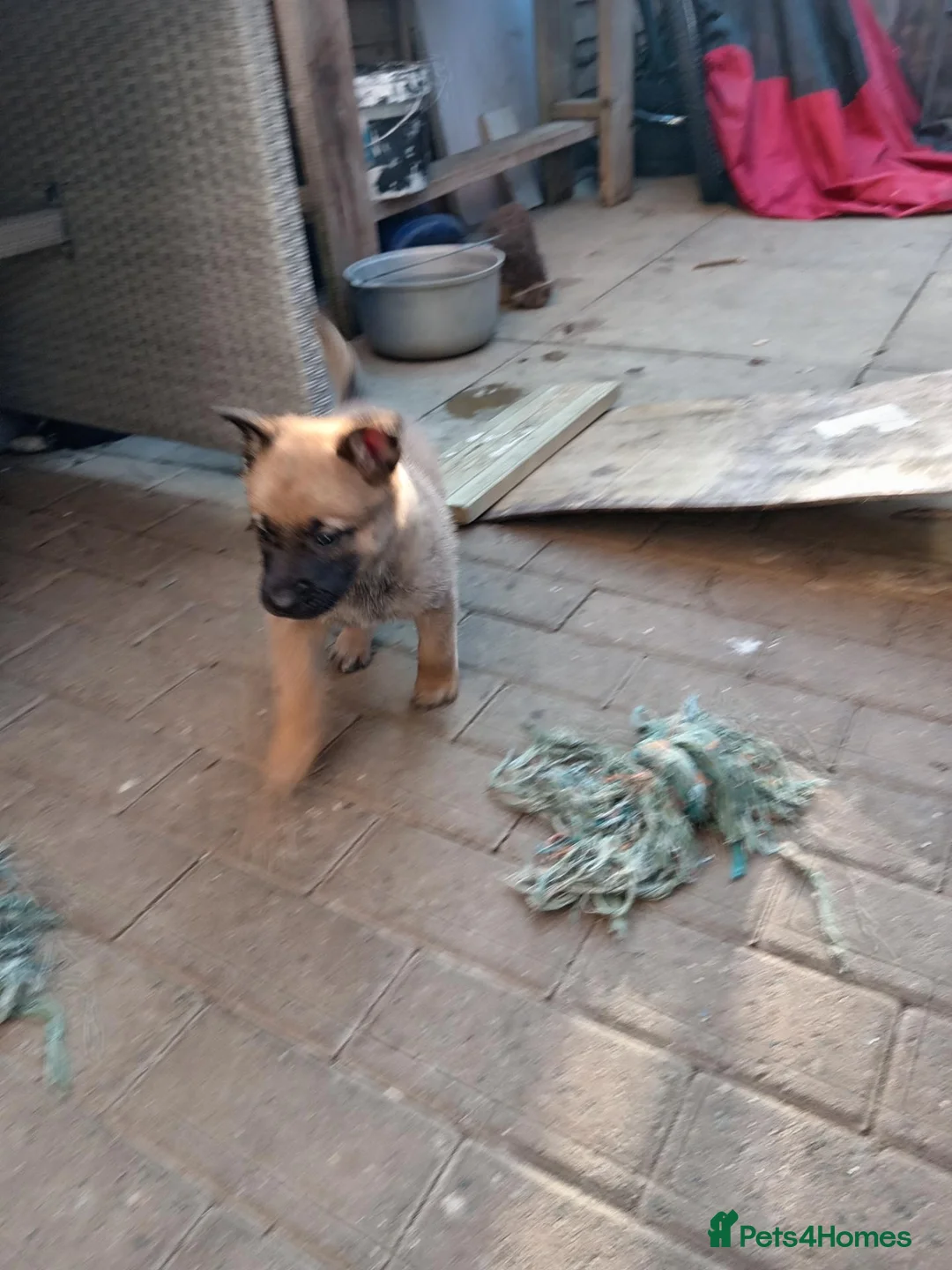 Belgian Shepherd Dog dogs for stud: Proven Malinois Stud – Police Service Bloodline - Advert 2