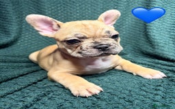 French Bulldog dogs for sale: 2 weeks and will be able to leave - Image 3