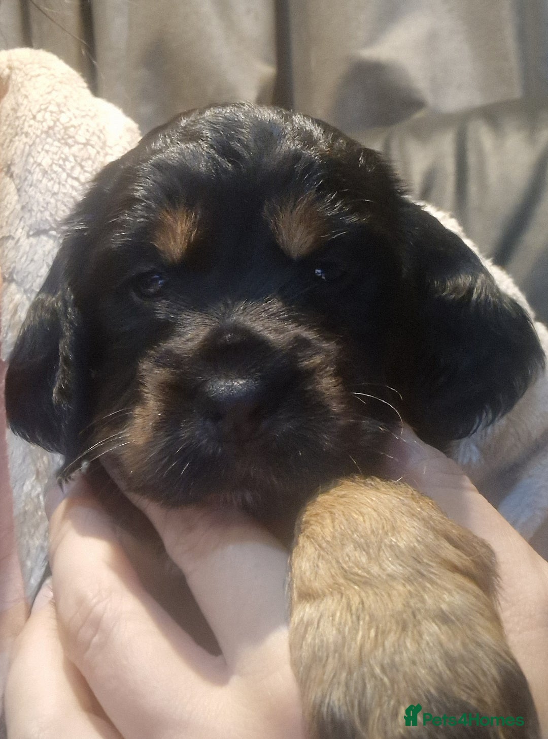Cocker Spaniel dogs for sale: Stunning kc working cocker spaniels - Image 29