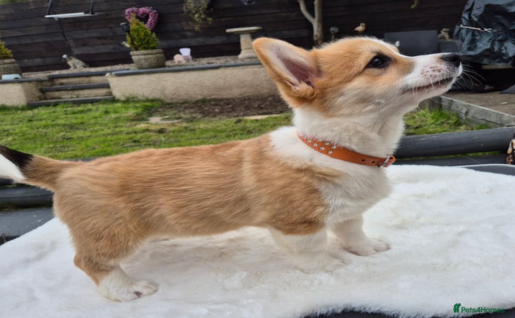 Welsh Corgi Pembroke dogs - Advert 1