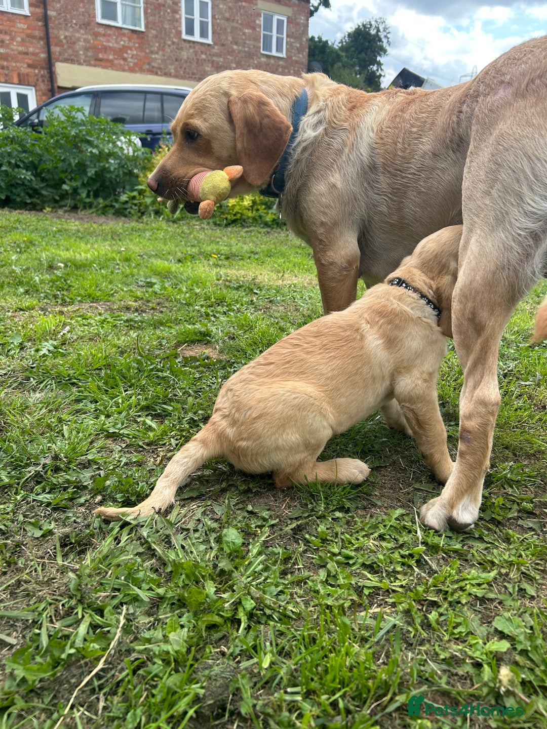 Labrador Retriever dogs for sale: Ready to go! KC reg Labradors (yellow/Foxred) - Image 15