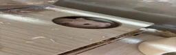 Hamster rodents for sale: Hamster and full set up for sale  in Warrington - Advert 13