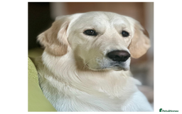 Golden Retriever dogs for stud: Louie Luna Available For Stud K.C. Registered in Bradford - Image 10
