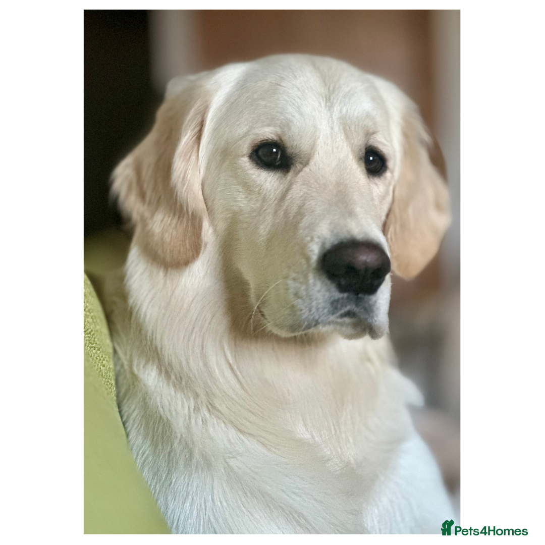 Golden Retriever dogs for stud: Louie Luna Available For Stud K.C. Registered in Bradford - Image 10