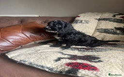 Cockapoo dogs for sale: 1st vac! Extensively health tested F1 cockerpoos   in Goole - Image 20