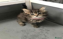Maine Coon cats for sale: Maine coone kittens - Image 8
