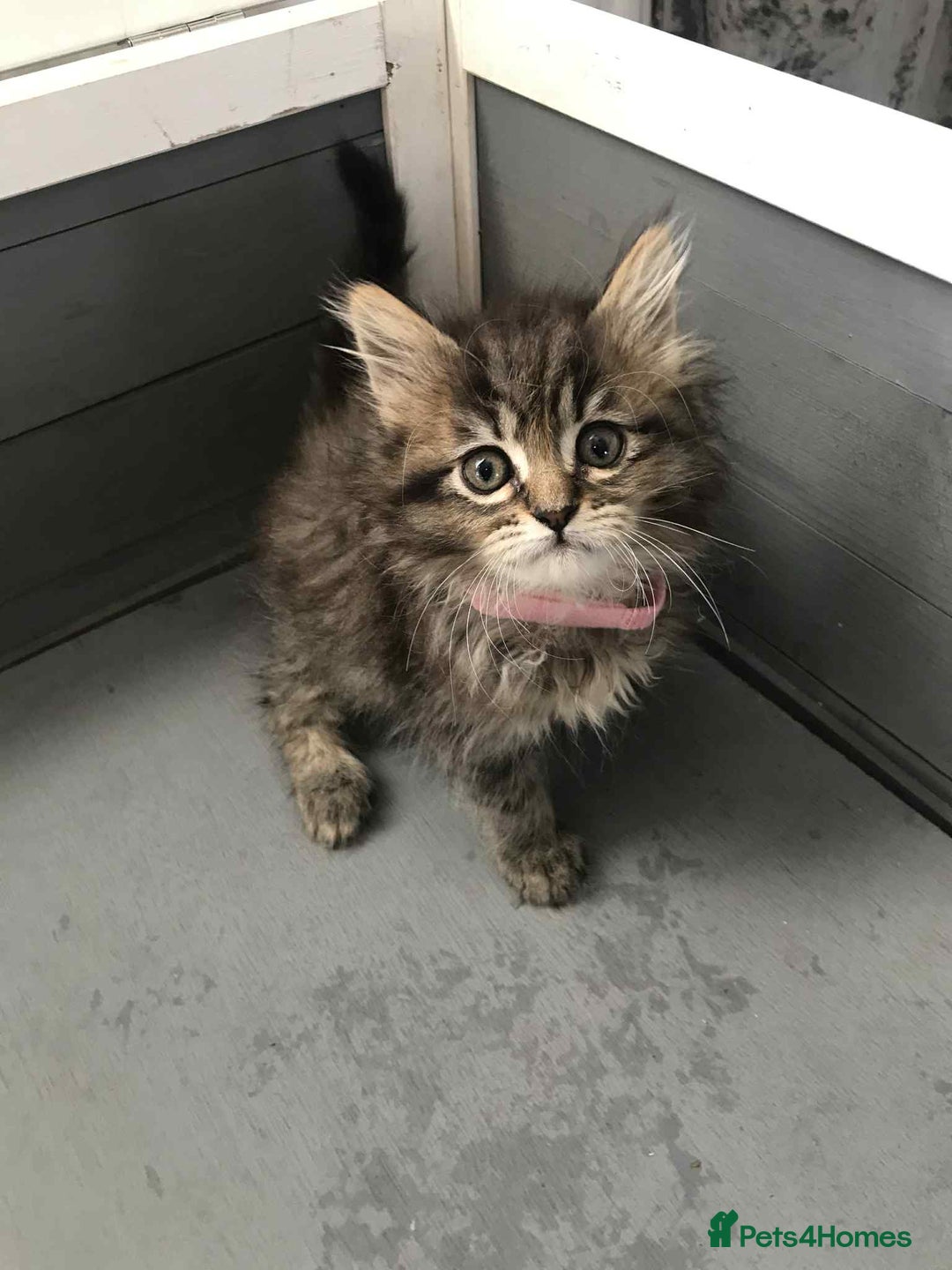 Maine Coon cats for sale: Maine coone kittens - Image 8