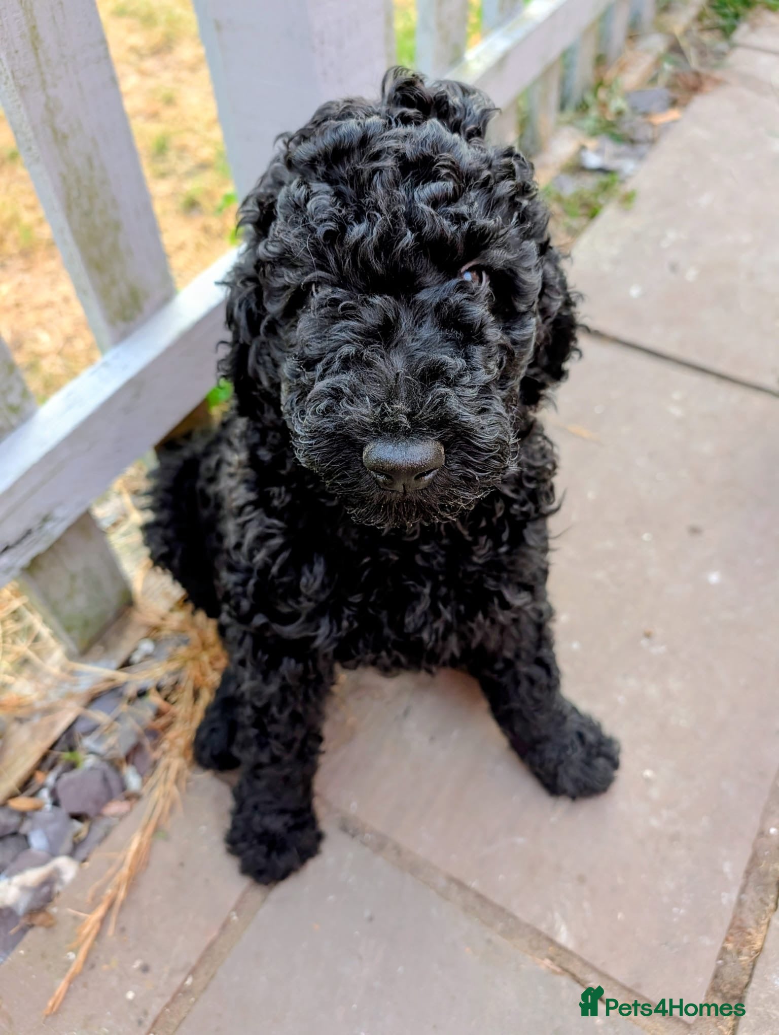 Standard Poodle dogs Exceptional RKC Registered Standard Poodle Puppies - Advert 1