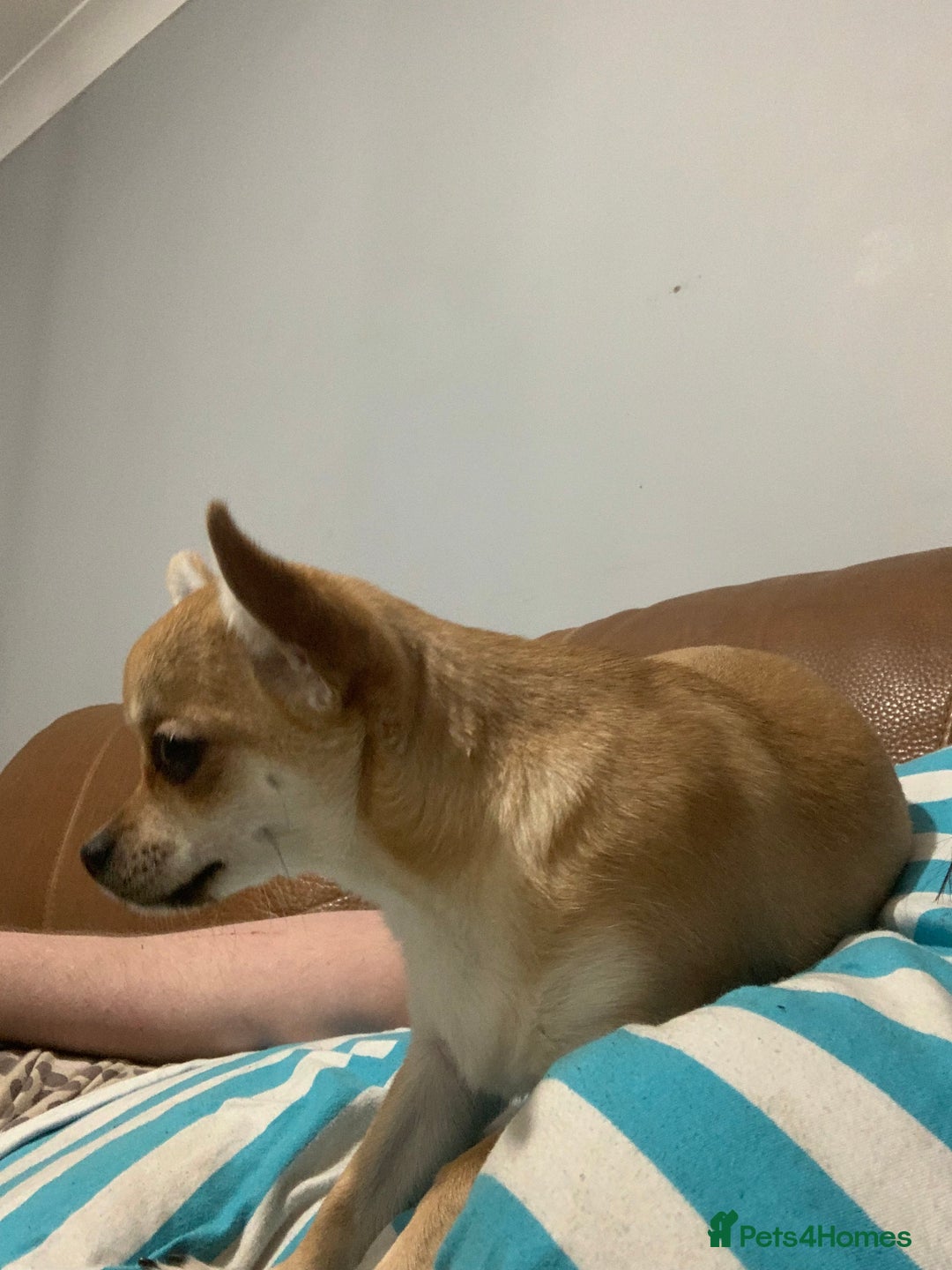 Chihuahua dogs for sale: 1 male and 1 female smooth coat Chihuahua - Image 12