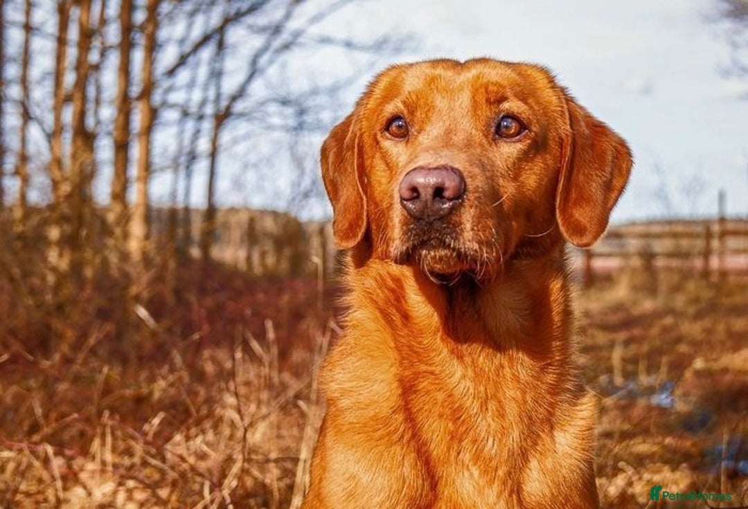 Labrador Retriever dogs for sale: Beautiful Fox Red Lab Bitch  - Advert 7
