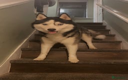Siberian Husky dogs for sale: Kc Siberian husky - Image 2