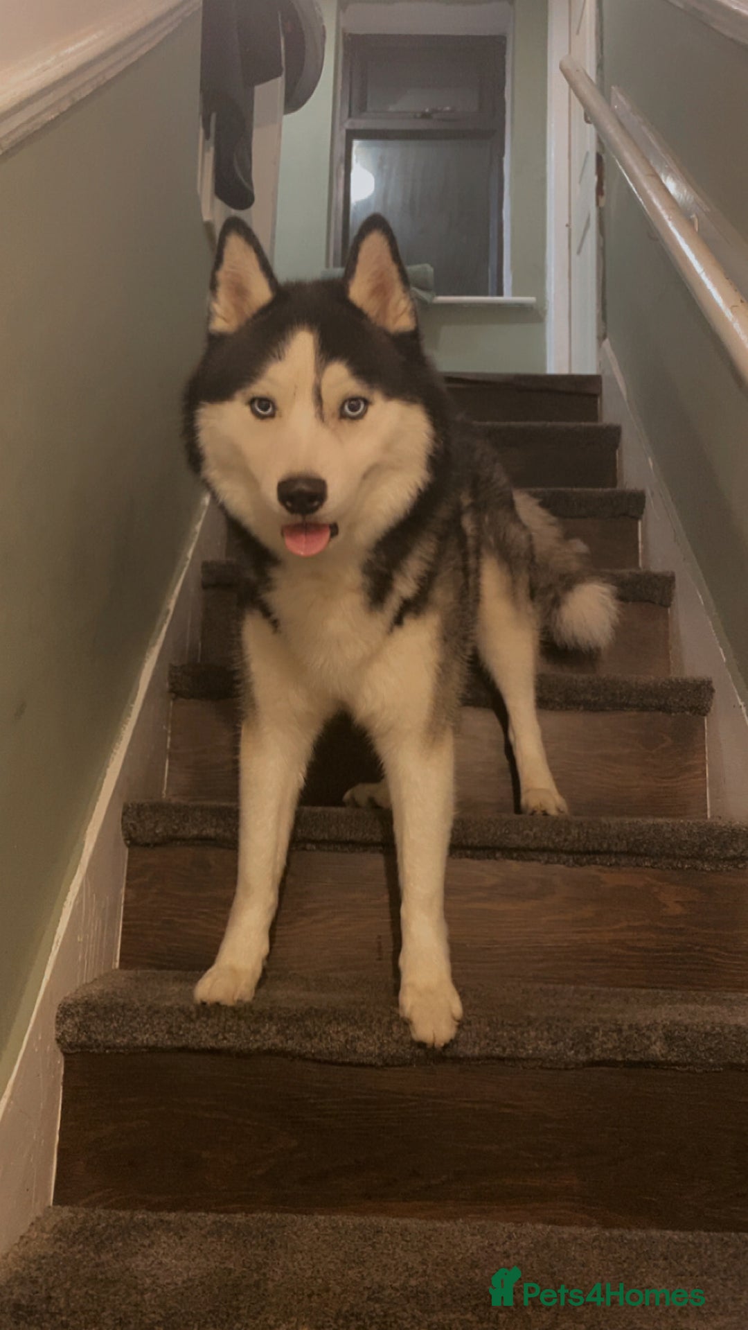Siberian Husky dogs for sale: Kc Siberian husky - Image 2