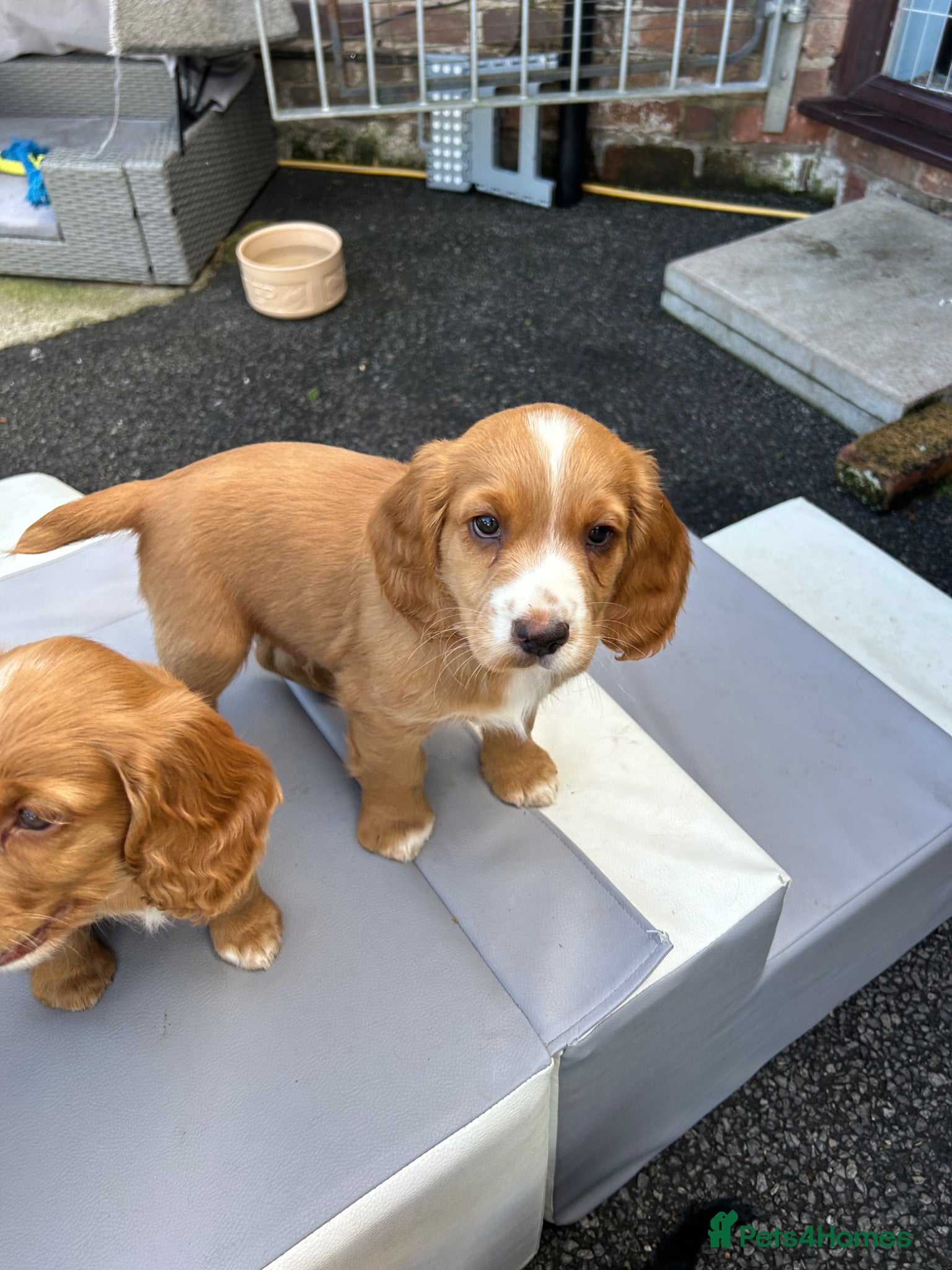 Cocker Spaniel dogs KC registered golden cocker spaniels  - Advert 1