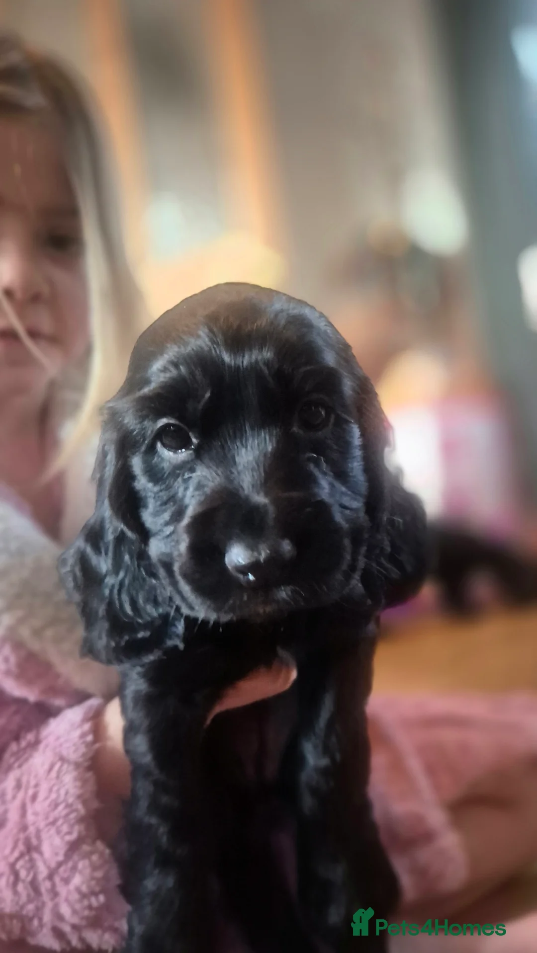 Cocker Spaniel dogs for sale: Mr Paul Bell - Advert 16