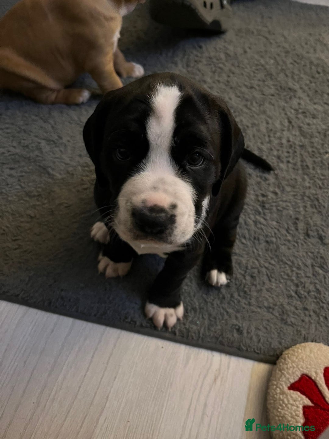 Mixed Breed dogs for sale: 11 week old pup for sale  - Advert 1