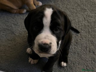 Mixed Breed dogs 11 week old pup for sale - Advert 1