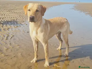 Labrador Retriever dogs Stunning yellow lab for stud - Advert 1